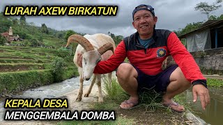 Lurah Axew Kepala Desa Menggembala Domba  Suasana Pedesaan Bojong Banjarwangi [upl. by Noam928]