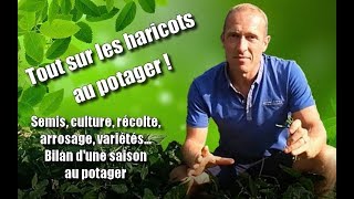 Cultiver les haricots au potager [upl. by Llekcm]