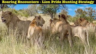 An Unforgettable Encounter with the Lion Dynasty  Young lions pride hunting  Kruger national park [upl. by Annairoc477]