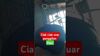 Ciak ciak suara panggilan pleci [upl. by Elihu]