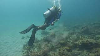 Spectacular Encounter Remora Fish Gracefully Follow DiversReefRangerSCUBA [upl. by Akimihs]