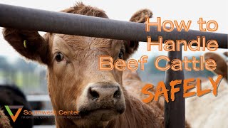 How To Work Cattle  Cattle Handling Tips [upl. by Orabla611]