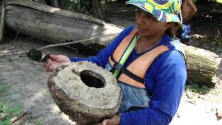 CASTANHA SAPUCAIA  AMAZÔNIA [upl. by Clintock]