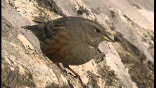 Accenteur alpin Alpine Accentor Alpenbraunelle  Prunella Collaris [upl. by Anihcak285]