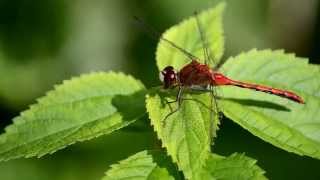 Dragonfly Catching and Eating a Mosquito [upl. by Silvana]