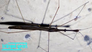 Insect Species  Semiaquatic Bugs  Water Measurers Hydrometra longicapitis [upl. by Inasah303]