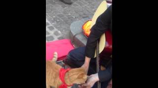 Street Cat Bob amp James Bestest Buddies [upl. by Frost]