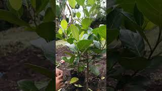 Grafting EVIARC Sweet Jackfruit using the inarching method [upl. by Deerc]