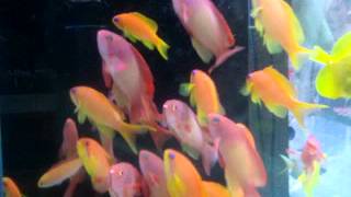 Indian Lyretail Anthias BlueEye [upl. by Lleinnad]