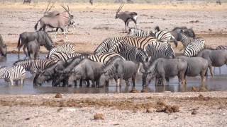 Etosha Part 3  The West  English [upl. by Edgerton]