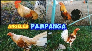 PART1 PET MARKET ANGELES PAMPANGA 20wilz bocaue [upl. by Prue]