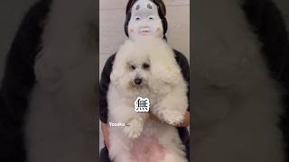 どんな時も冷静な犬‼️よさくママのすっぴん大公開か⁉️笑ビションフリーゼ dog bichonfrise 犬のいる暮らし おもしろ動画 yosaku2019 [upl. by Arahsak]