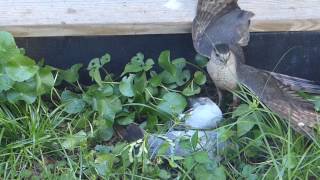 Coopers Hawk Kill [upl. by Frederic14]