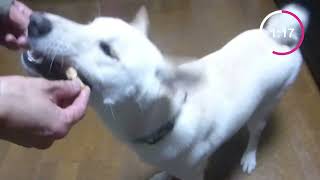 White Shiba Inu：Three minutes with a Shiba Inu after he came back from a walk with his sister [upl. by Roti957]