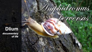 Beret amphidromus Amphidromus perversus  part 1 [upl. by Ahsieym]