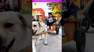 Smart genius pet dog 🐶😍 part3  Smart Appliances Kitchen Utensils Home Inventions MTS Gyan [upl. by Mccully]