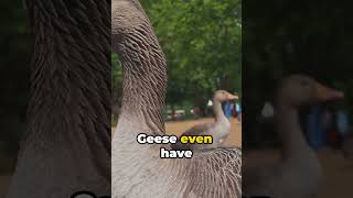 A Quirky Goose Fact  youtubeshorts facts interestingfacts shortfacts birds naturecuriosities [upl. by Nuahsyd287]