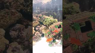 My Aquarium More livestreams on the way subscribe fish [upl. by Nelhsa319]