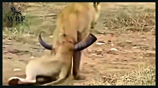 Insane Moments Lion Fight The Wrong Opponents  Animal Attacks [upl. by Moule881]