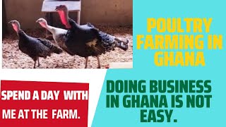 POULTRY FARMING IN GHANA UPDATES ON TURKEYSSTRUGGLES OF OWNING A BUSINESS IN GHANA ghana [upl. by Octave]