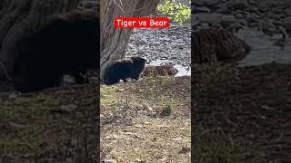 Tiger 🐅 vs Sloth Bear at Ranthambore national park 🙁🙁shorts tiger shortsfeed shortvideo bear [upl. by Zenda]