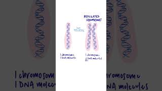 What are chromatids chromatid chromosome celldivision [upl. by Nirraj]