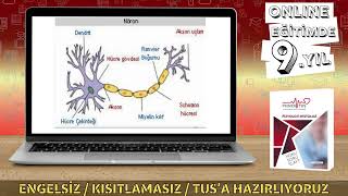 FİZYOLOJİ  SİNİR SİSTEMİ [upl. by Nyad]