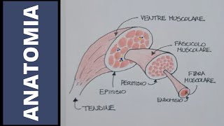 Muscoli tutto quello che cè da sapere [upl. by Oribelle29]