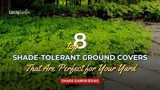 Top 8 Shade Tolerant Ground Covers That Are Perfect for Your Yard 🌳🌺  Gardening Ideas [upl. by Fabiano974]