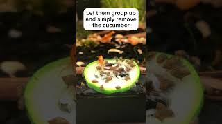 Easy way to remove pest snails from your tank fishtank snail snails aquarium fishkeeping [upl. by Forras]