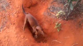 Pinscher cavando o barro deve ter visto algo [upl. by Aiela]