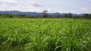 Características del Ensilaje de Maiz y Pasto Tifton 85  TvAgro por Juan Gonzalo Angel [upl. by Murton]