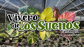 🍃🐰🤯 Explorando el Vivero de los Sueños Plantas Raras y Variegadas en Tailandia  Rabbits Plant 💥 [upl. by Erdeid125]