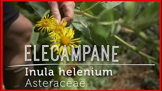 Hello ELECAMPANE Lung amp Digestive Health Supporter Video Lesson [upl. by Dinnie]