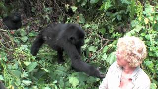 Uganda Gorilla close encounter and touching woman while tracking safari in Nkuringo Uganda [upl. by Ahsrop351]