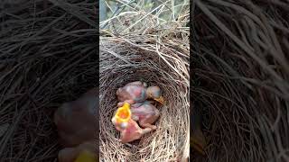 Babbler bird babies P 13 youtubeshorts viralshorts [upl. by Hokanson]