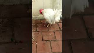 Impressive Rooster Crowing in Backyard shortslandfowls [upl. by Samaria]