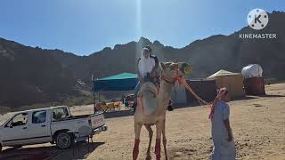 Camel Riding At Jinn Pahar Saudi Arabia [upl. by Oiludbo]