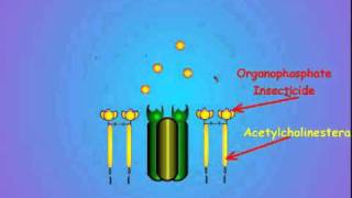 7 Acetylcholinesterase and Insecticide Inhibition [upl. by Atinra567]