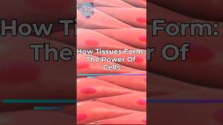 How Tissues Form The POWER of Cells 💪 [upl. by Atirb898]