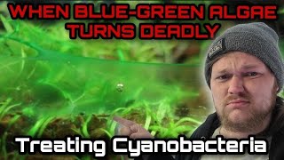 Diagnosing Treating amp Curing Blue Green Algae in Freshwater Aquariums The Danger of Cyanobacteria [upl. by Towroy]