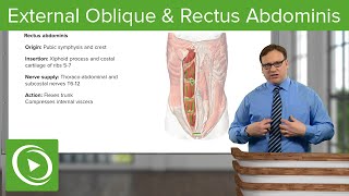 External Oblique amp Rectus Abdominis Muscle – Anatomy  Lecturio [upl. by Schouten941]