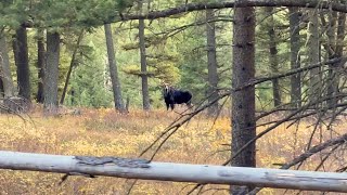 Bull amp Cow Moose Foraging In The Mountains of Montana [upl. by Ancelin]