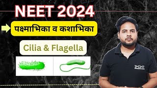 Structure of Cilia and Flagella  पक्ष्माभिका व कशाभिका की संरचना  NEET 2024  Target NEET [upl. by Geordie]