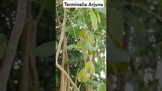 Terminalia Arjuna tree  fruits [upl. by Gnos]