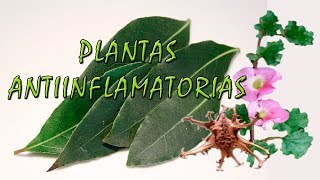 Plantas Antiinflamatorias y Analgesicas para Reducir el Dolor [upl. by Stacia951]