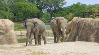 20240526 アジアゾウ 豊橋総合動植物公園 [upl. by Waldner]