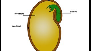 Seed Parts Seed Germination in Hindi बीज के बारे में [upl. by Nagey]