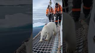 Polar bear lost his homeocean seal animal polarbear [upl. by Damara]