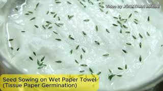 Seed Sowing Raw Coated Seeds on Paper Towel [upl. by Krusche]